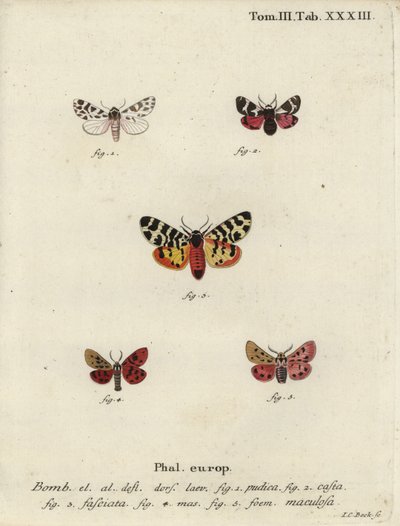 Discrete chaperon en tijgermotten door Johann Carl Bock