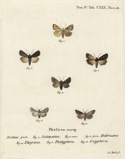 Tuindart, Euxoa nigricans 1-3, Hadena filograna 4, antirrhinum brokaat, Calophasia platyptera 5, Simyra nervosa 6. Handgekleurde kopergravure door Johann Carl Bock naar Eugenius Johann Christoph Esper