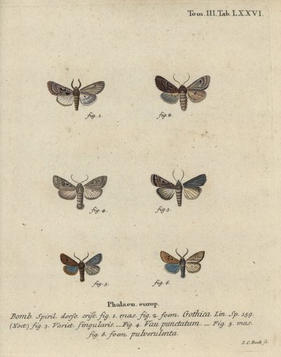 Hebreeuwse letter, zwartvlek kastanje, kleine quakermot, enz. door Johann Carl Bock
