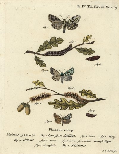 Merveille du jour, Dichonia aprilina 1-4, zeldzame merveille du jour, Moma alpium 5-7, en gemarmerde groene, Cryphia muralis 8. Handgekleurde kopergravure door Johann Carl Bock naar Eugenius Johann Christoph Esper