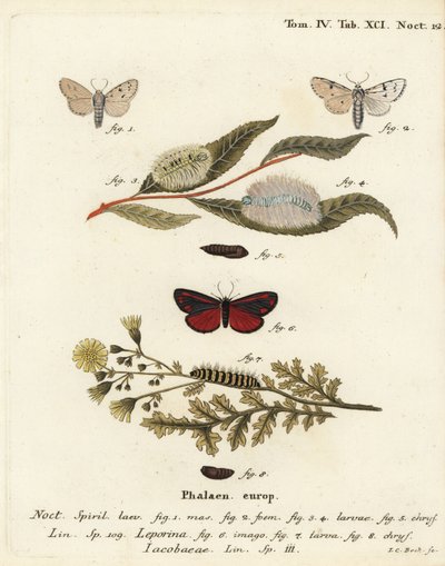 Molenaar mot, Acronicta leporina 1-5, en sint-jacobsvlinder, Tyria jacobaeae 6-8. Handgekleurde kopergravure door Johann Carl Bock door Johann Carl Bock