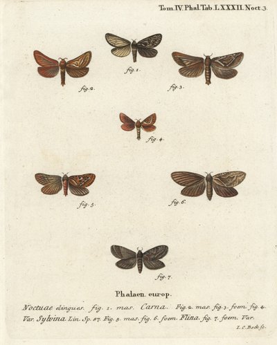 Pharmacis carna 2-4, oranje snelle, Triodia sylvina 5,6, en gouden snelle, Phymatopus hecta 7. Handgekleurde kopergravure door Johann Carl Bock door Johann Carl Bock