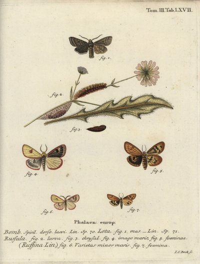 Roodlijnige quaker, bewolkte buffel en gefronste kastanje. door Johann Carl Bock