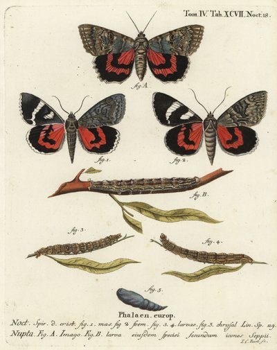 Rode ondervleugelmot, Catocala nupta. Handgekleurde kopergravure door Johann Carl Bock naar Eugenius Johann Christoph Esper