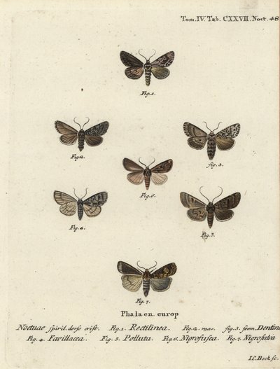 Saksische mot, Hyppa rectilinea 1, schaarmot, Hada plebeja 2,3, moerasdolk, Acronicta strigosa 4, bruine vlek pinion, Agrochola litura 5, witlijn pijlstaart, Euxoa nigrofusca 6, Opigena polygona 7. Handgekleurde kopergravure door Johann Carl Bock door Johann Carl Bock