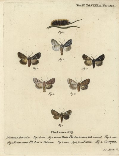 Zeldzame dolk, Acronicta auricoma 1-3, esdoornmot, Acronicta aceris, nootmuskaatmot 4,5, Hadula trifolii 6 en gevarieerde kroon, Hadena compta 7. Handgekleurde kopergravure door Johann Carl Bock naar Eugenius Johann Christoph Esper