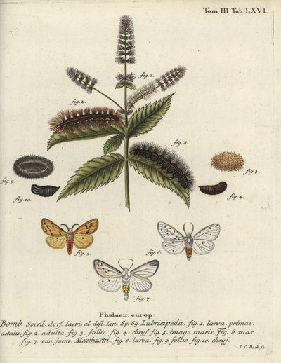 Witte hermelijn, Spilosoma lubricipeda door Johann Carl Bock
