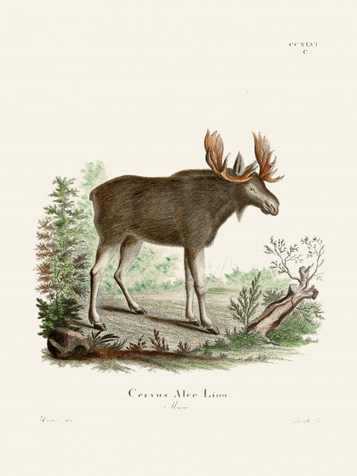 Moose door Johann Christian Daniel von Schreber. door Johann Christian Daniel Von Schreber