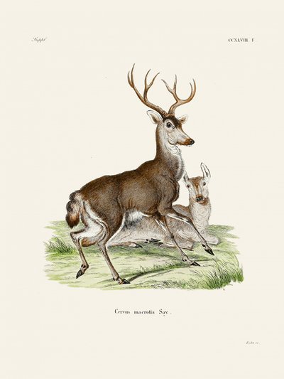 Mule Deer door Johann Christian Daniel von Schreber. door Johann Christian Daniel Von Schreber