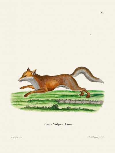 Red Fox door Johann Christian Daniel von Schreber. door Johann Christian Daniel Von Schreber