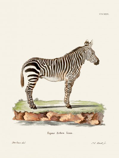 Zebra uit *De zoogdieren* (1778–1855) door Johann Christian Daniel von Schreber. door Johann Christian Daniel Von Schreber