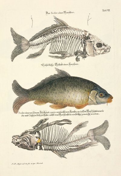  door Johann Daniel Meyer