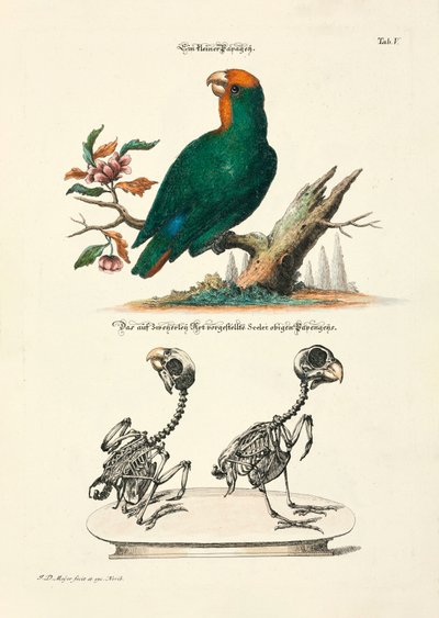  door Johann Daniel Meyer