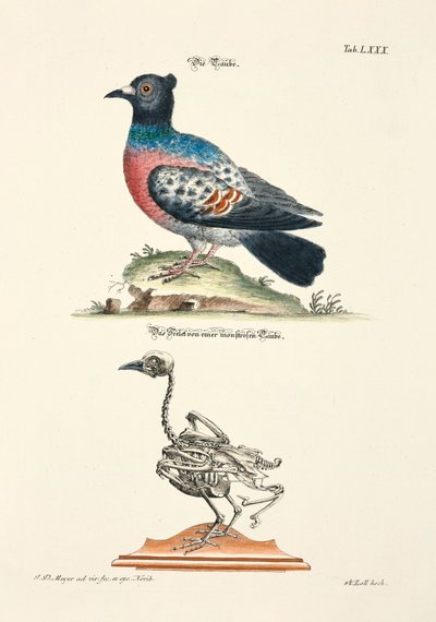  door Johann Daniel Meyer