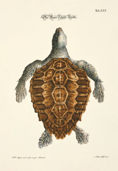  door Johann Daniel Meyer