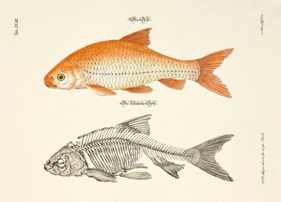  door Johann Daniel Meyer