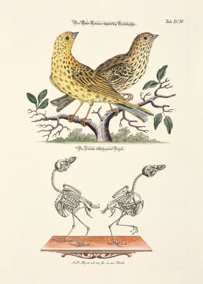  door Johann Daniel Meyer