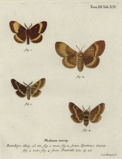 Eikenbladroller en grasbladroller motten. door Johann Georg Klinger