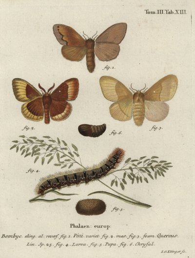 Dennenspanvlinder en eikenbladroller door Johann Georg Klinger