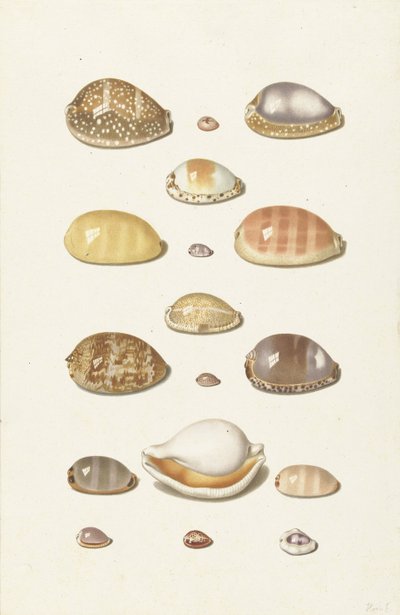 Cowry Schelpen door Johann Gustav Hoch