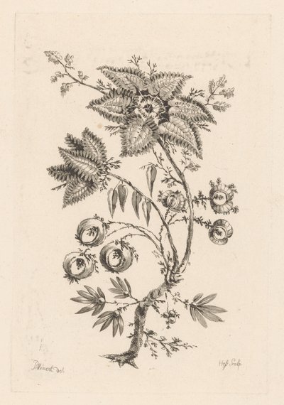 Stervormige bloemen door Johann Heinrich  Hess