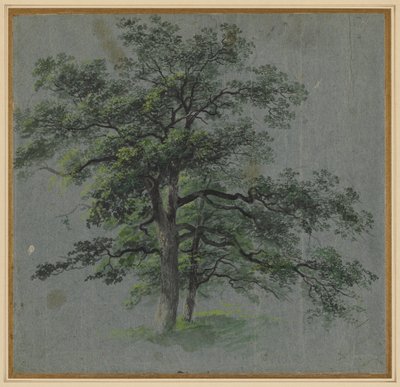 Twee bomen (recto) door Johann Jacob Dorner