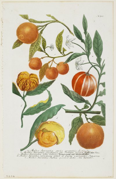 a-e Malus Aurantia etc., uit Phytanthoza Iconographia, 1735-45 door Johann Jakob Haid