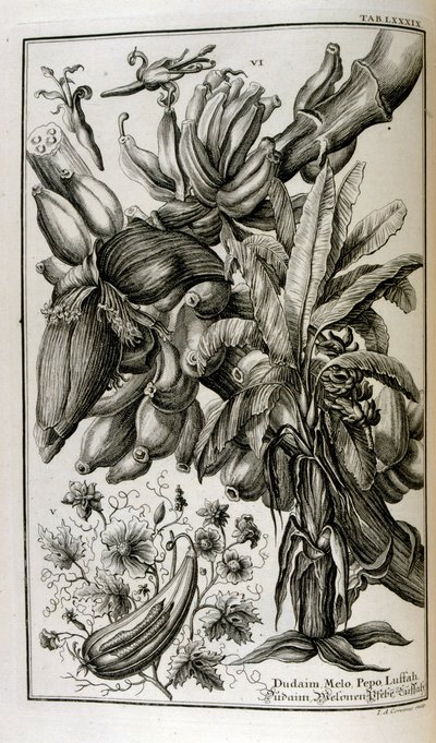 Bijbelse planten en vruchten, waaronder alruin en meloen door Johann Jakob Scheuchzer