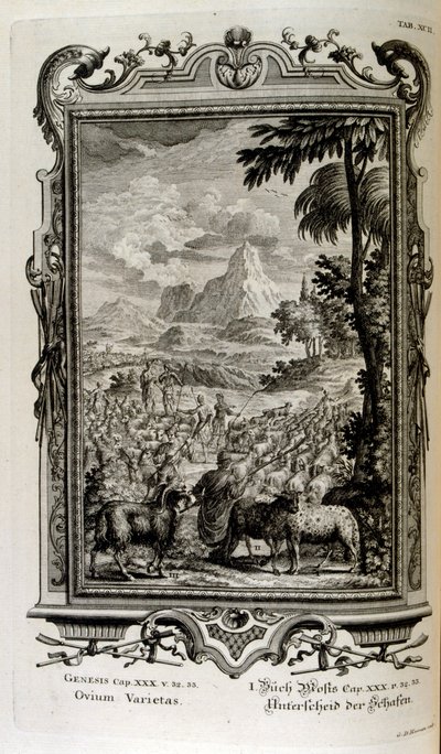 Bijbelse variëteiten van schapen door Johann Jakob Scheuchzer