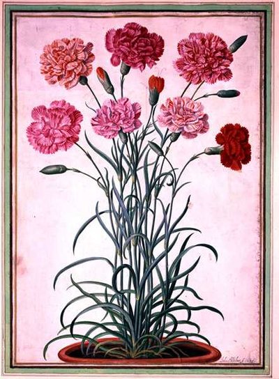 Anjers groeiend uit een pot, plaat 25 uit het Nassau Florilegium door Johann Jakob Walther