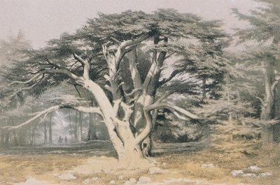 Ceders van Libanon. Ets door Bernatz et alii - Steinkopk J.F. Editore door Johann Martin Bernatz