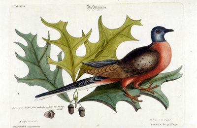 Migrerende duif, nu uitgestorven. Dierentuin, Seligman 1749 door Johann Michael Seligmann