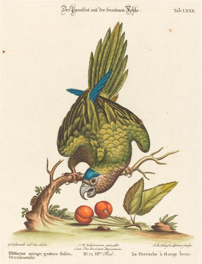 Psittacus minor gutture fusco, occidentalis door Johann Sebastian Leitner after George Edwards