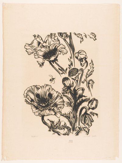Studie papavers door Johannes Frederik Engelbert ten Klooster (signed by artist)