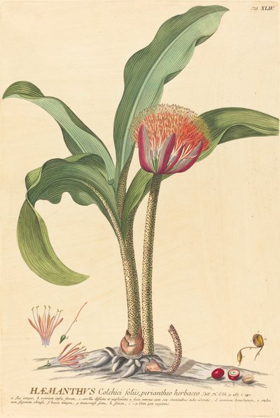 Haemanthus door Johannes Jacob Haid and Johannes Elias Haid after Georg Ehret