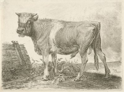 Stier door Johannes Mock