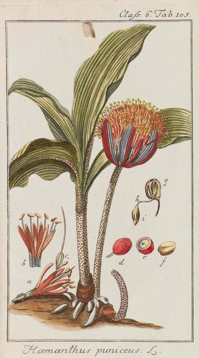 Auswahl schöner und seltener Gewächse, 1795-1798 door Johannes Zorn