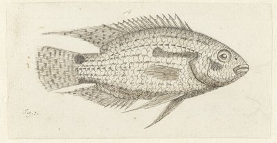 Tropische vis Chromis epse door Johannes le Francq van Berkhey