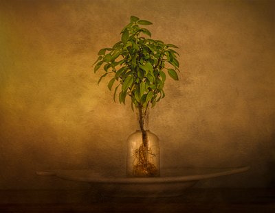 Stilleven met een plant met wortels door John-Mei Zhong