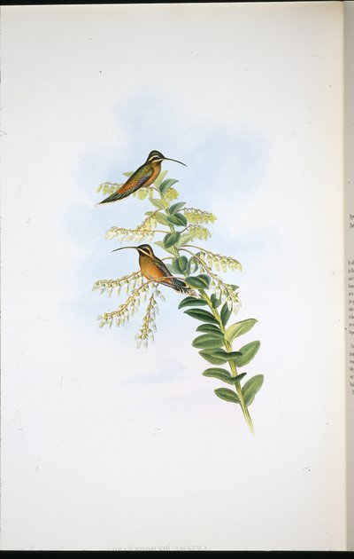 Amaura Heremiet (Phaethornis Amaura) door John (after) Gould