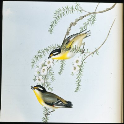 Zwartkop Pardalote door John (after) Gould