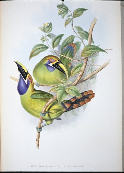 Blauwkeel Groefsnavel Toekan door John (after) Gould
