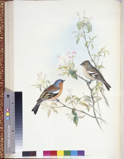 Vink (Fringilla Caelebs) door John (after) Gould