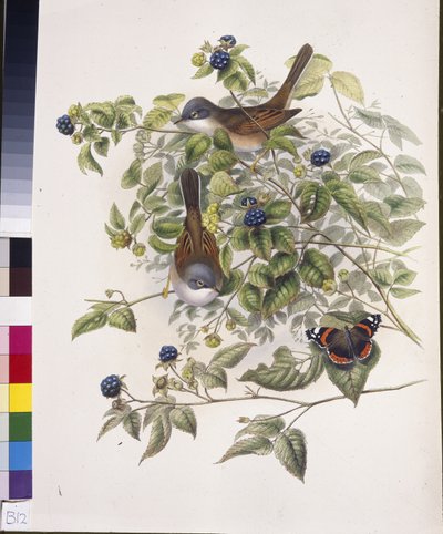 Grasmus (Sylvia communis) door John (after) Gould