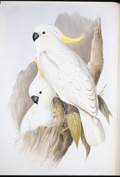 Kaketoe (Cacatua Galerita) door John (after) Gould