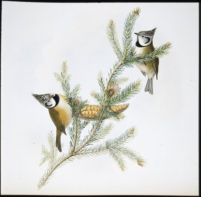 Kuifmees (Parus Cristatus) door John (after) Gould