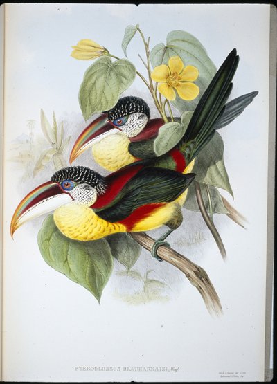 Krulkuif Aracari door John (after) Gould