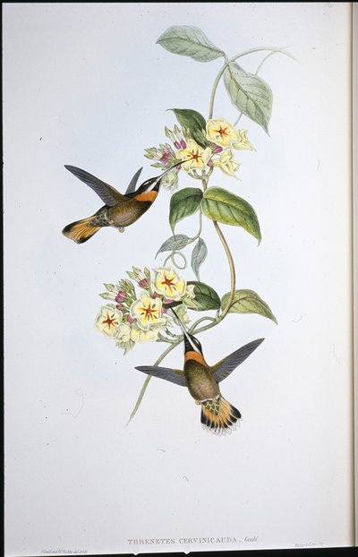 Fawnstaart Barbed-throat Kolibrie (Threnetes Cervinicauda) door John (after) Gould