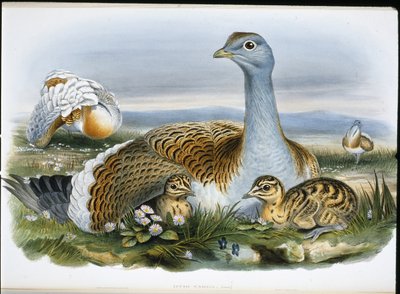 Grote trap door John (after) Gould