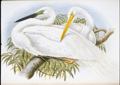 Grote zilverreiger (Herodias Alba) door John (after) Gould